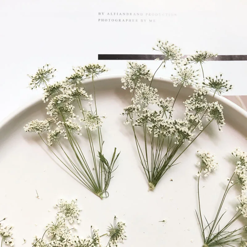 Craft Embellishments - 5-7cm/12pcs,Snow Tiny Flowers with Branch,dried Flowers