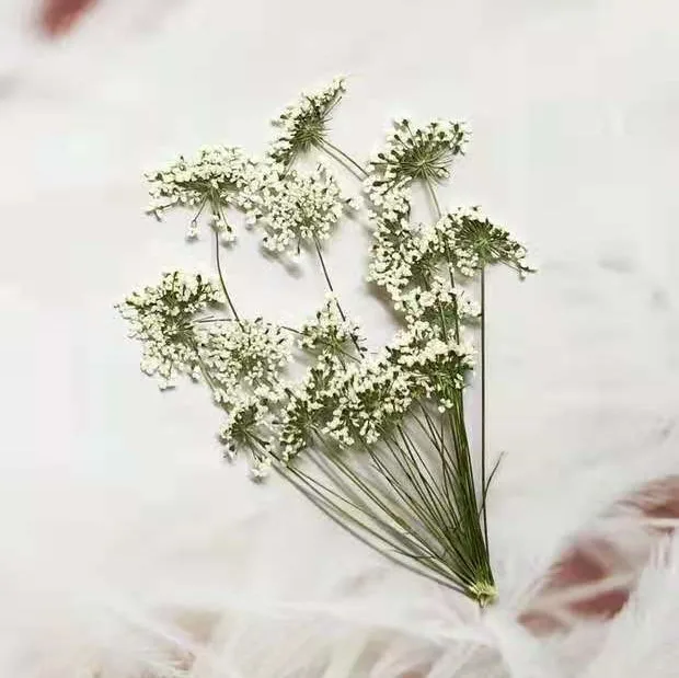 5-7cm/12pcs,Snow Tiny Flowers  - Craft Embellishments 评论和价格