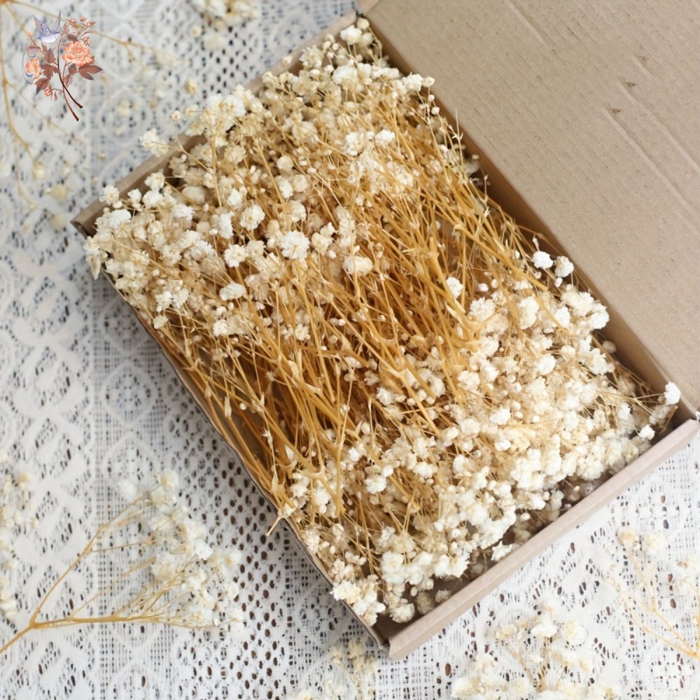 100pcs Mini Dried Baby's Breat - Craft Embellishment 评论和价格