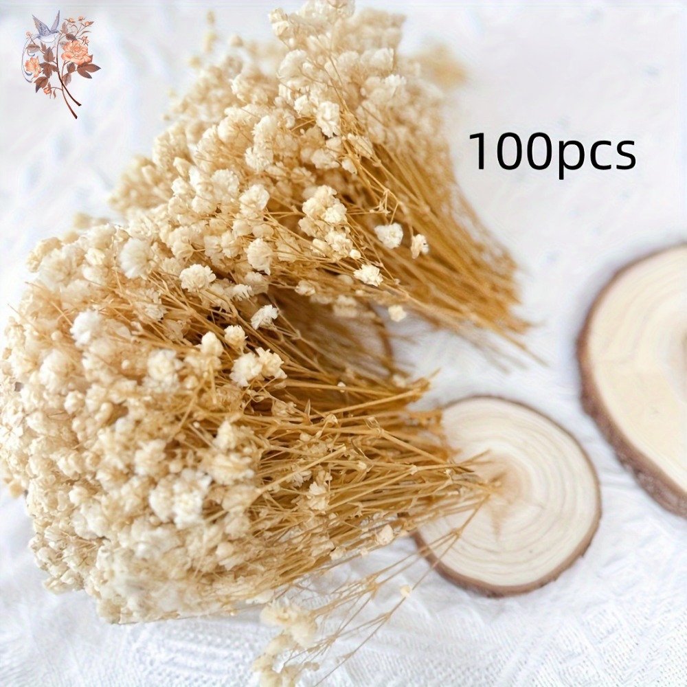100pcs Mini Dried Baby's Breat - Craft Embellishment 评论和价格
