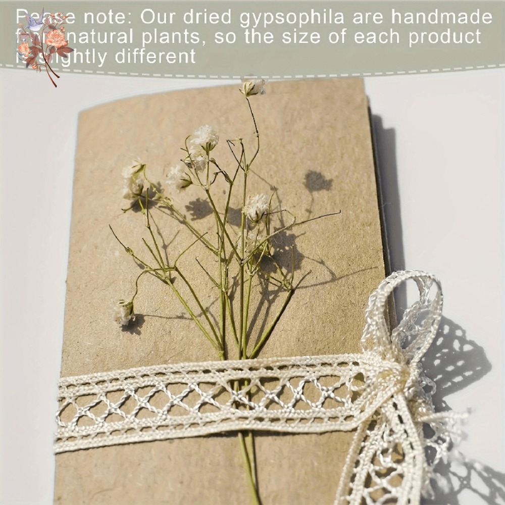 100pcs Mini Dried Baby's Breat - Craft Embellishment 评论和价格